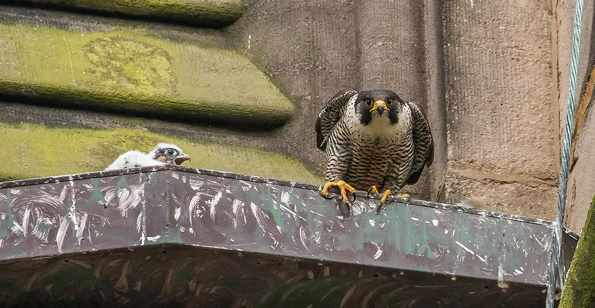 peregrine-falcon-and-chick-full-width.jpg.thumb.1160.1160.jpg