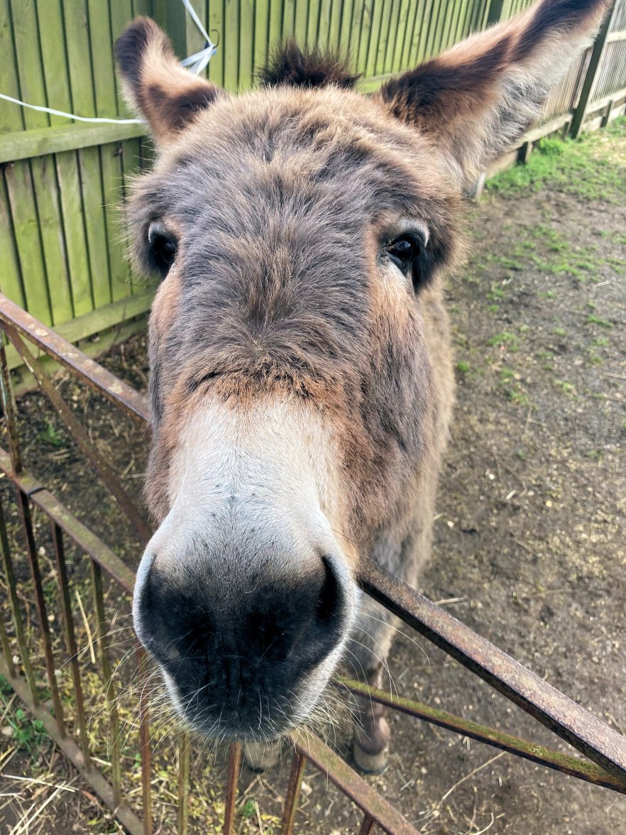 Donkey.jpg