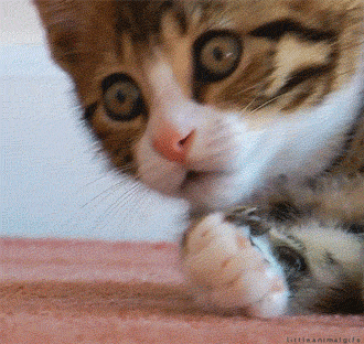 31F72A03-118C-418F-A7D3-E52BBCAB7968.gif