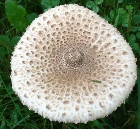 Macrolepiota-procera-e1504261323810.png