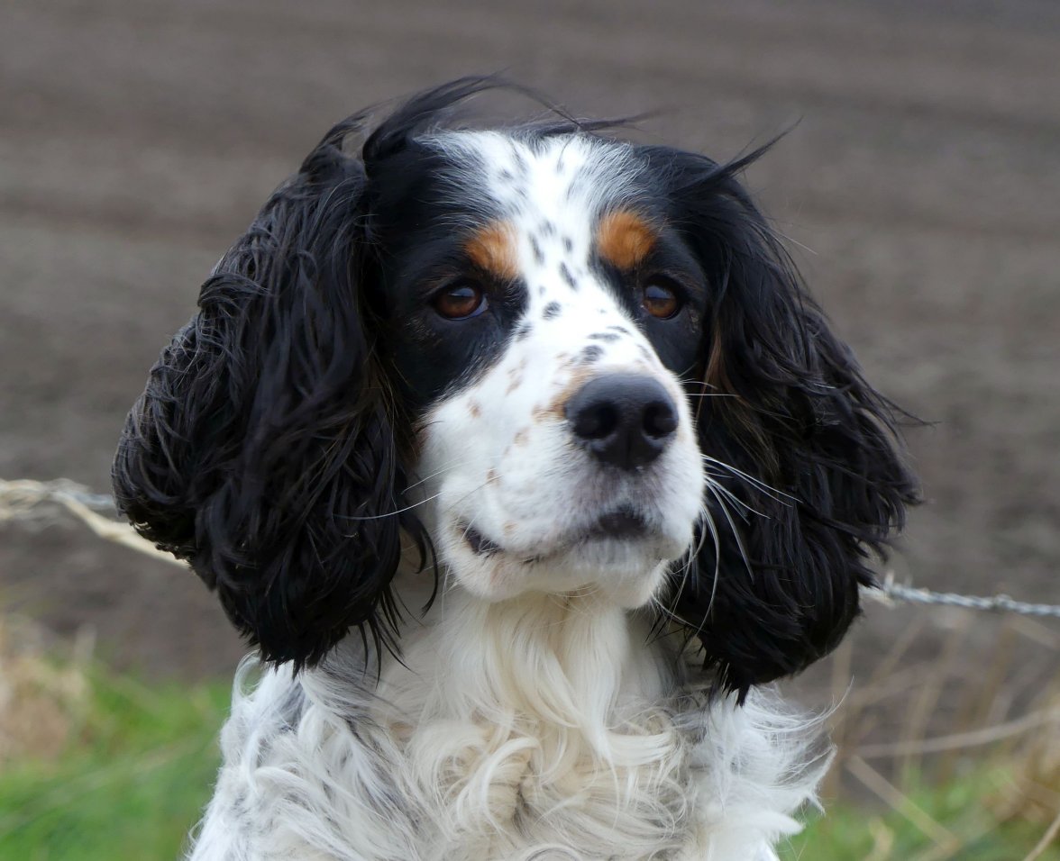 INCA 2.jpg INCA 2.jpg