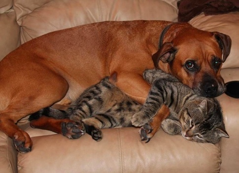 Dog&Cat.jpg
