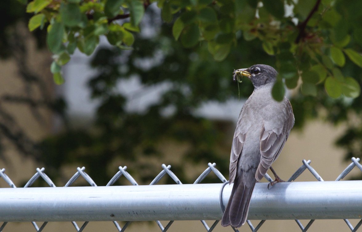 lunch - rose garden.jpg
