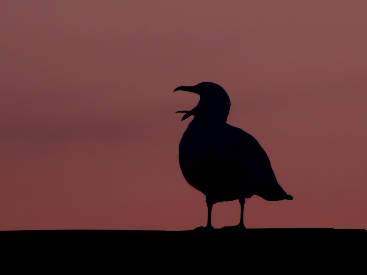 SUNSET GULL 4.jpg