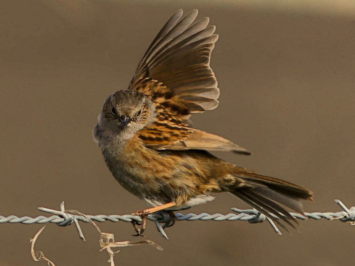 DUNNOCK 3B.jpg