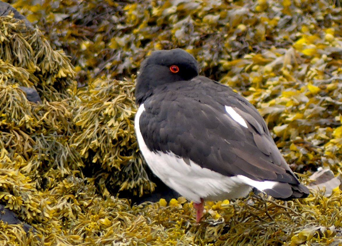 OYSTERCATCHER 1.jpg