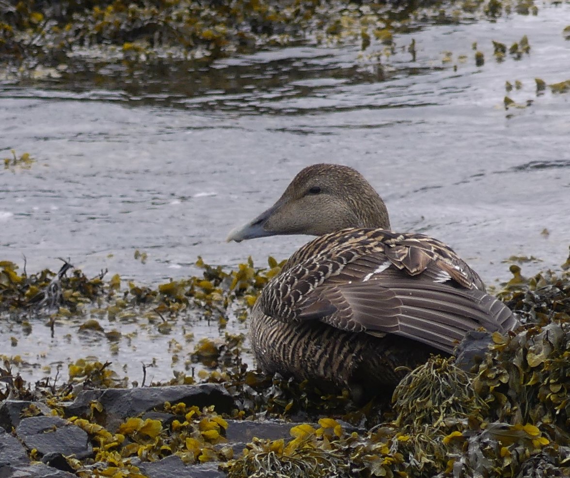 EIDER 3.jpg