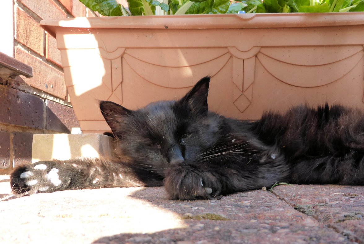 Old Boy Sun 20th.jpg