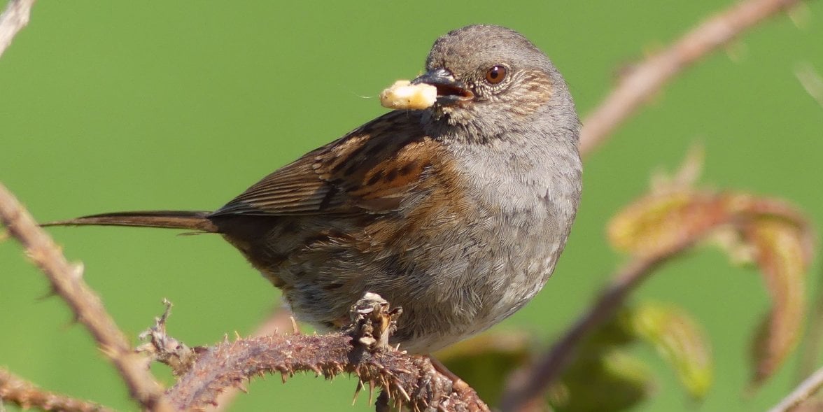 DUNNOCK 9 020623.jpg