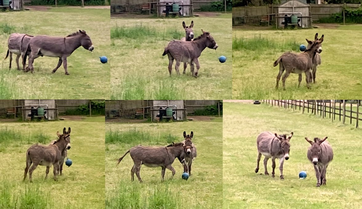 Donkey Football.jpg
