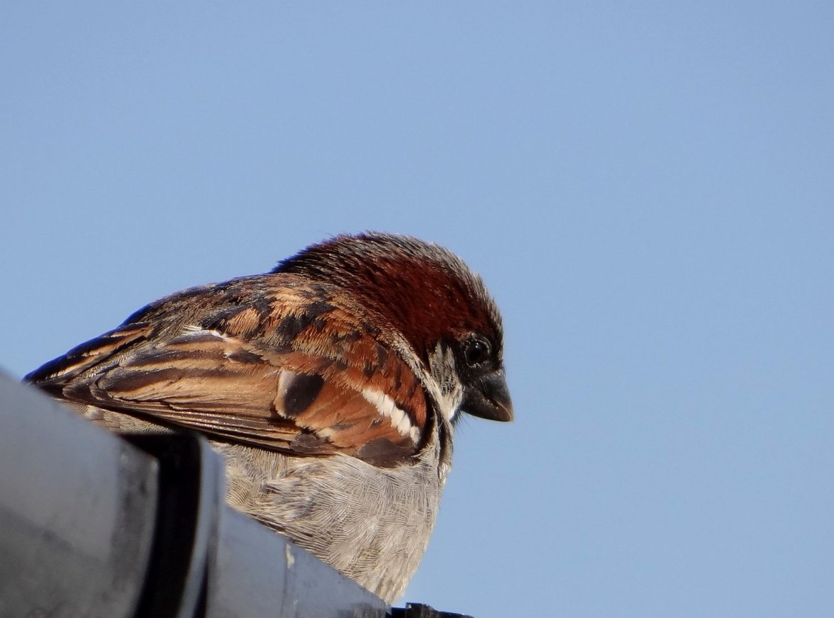 COCK SPARROW 3 150623.jpg