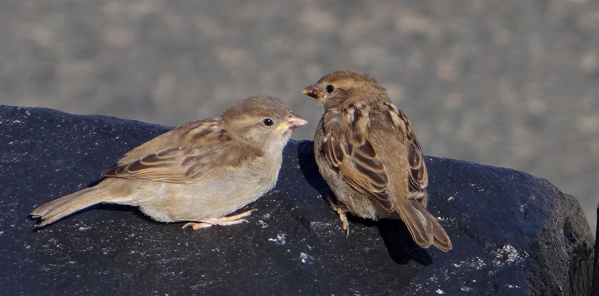 HEN SPARROW 5 150623.jpg