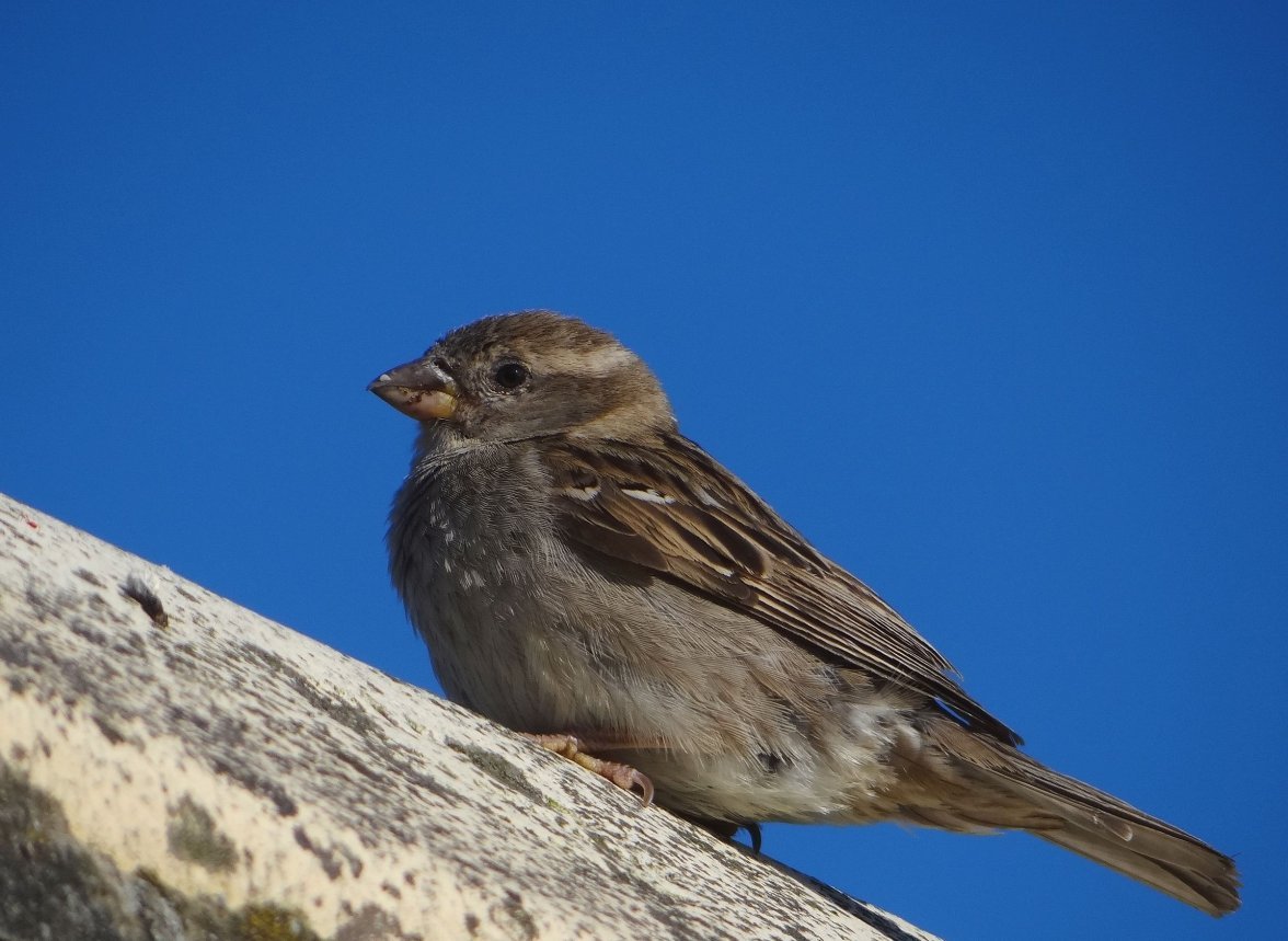 HEN SPARROW 7 150623.jpg