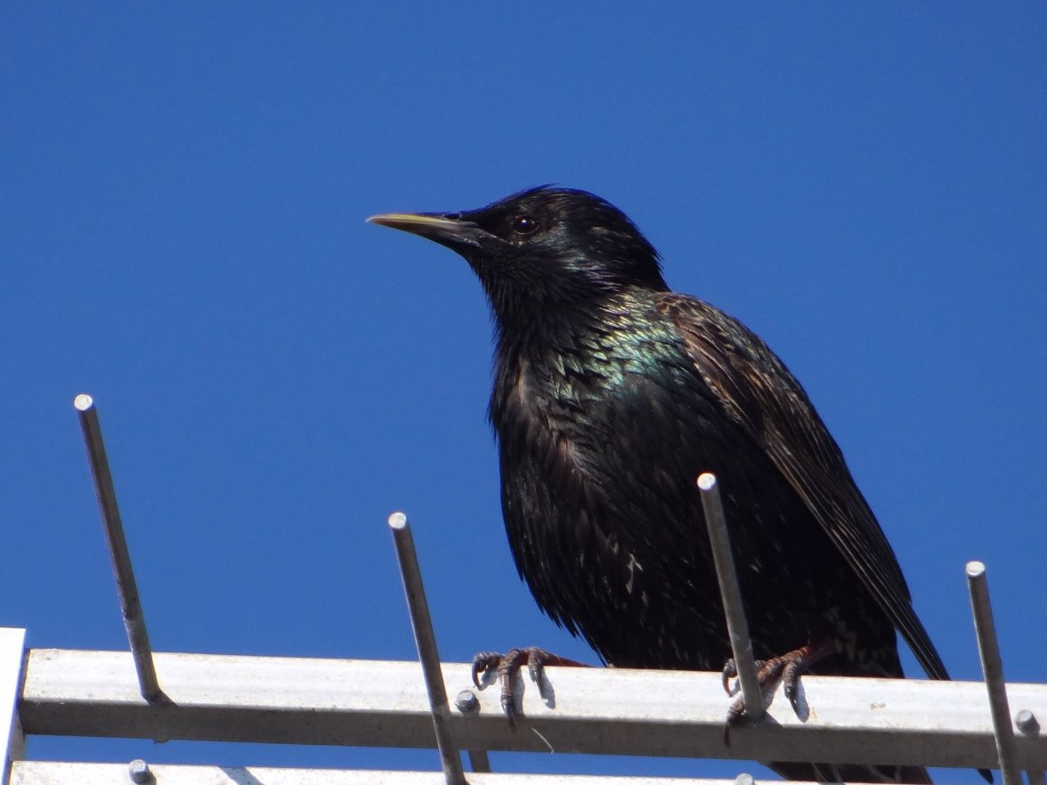 STARLING 1 150623.jpg