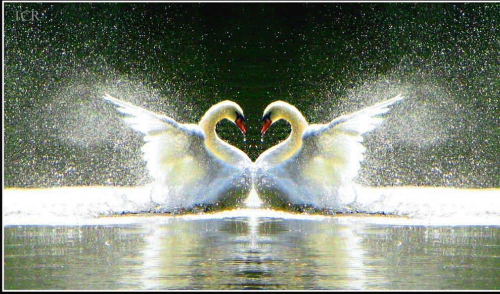 swan love 2.jpg