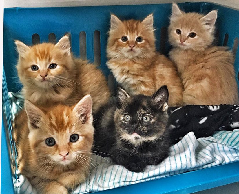 news-kittens.jpg