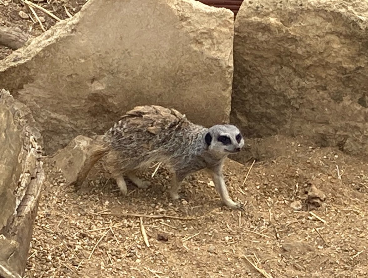 Meercat.jpg