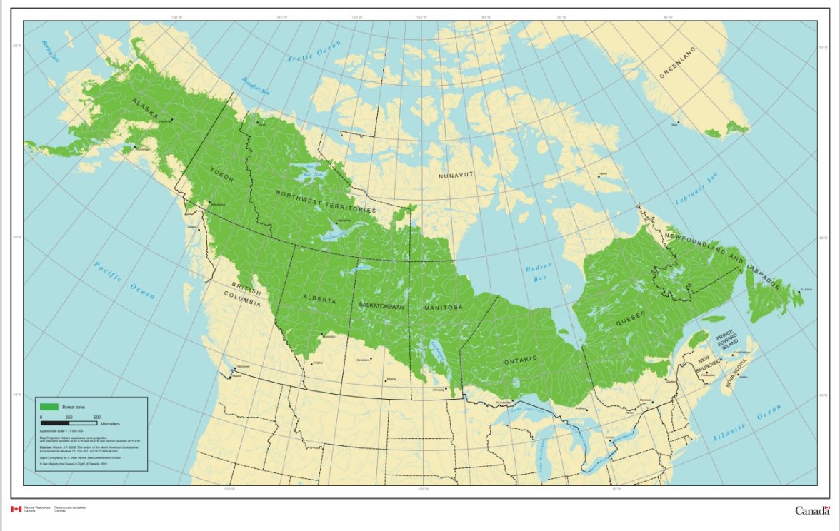 Boreal forest Canada.jpg