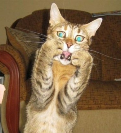 AAA!!cat.jpg AAA!!cat.jpg