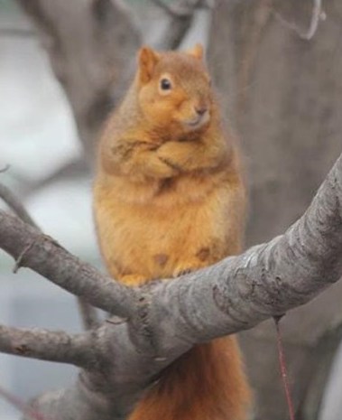 armcrosssquirrel.jpg armcrosssquirrel.jpg