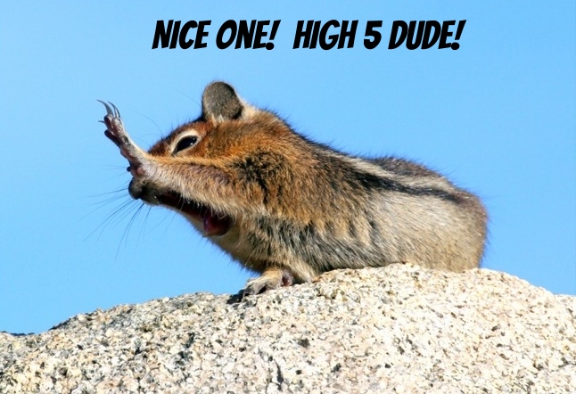 ChipmonkOfValidation.jpg ChipmonkOfValidation.jpg