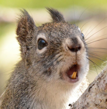 shockedsquirel.png shockedsquirel.png