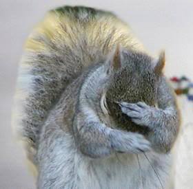 squirrel-facepalm.jpg squirrel-facepalm.jpg