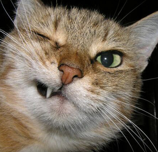 winkcat.png winkcat.png