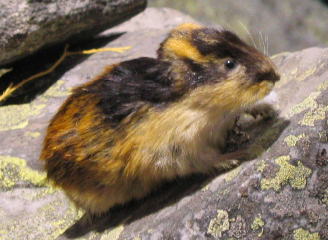 Lemming.png Lemming.png