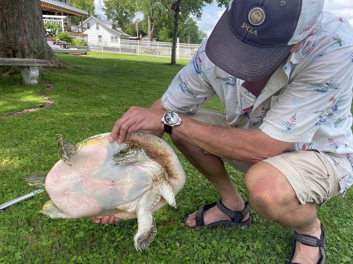 SH600 Turtle back.jpg