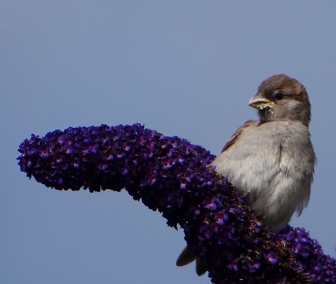 HEN SPARROW 25 020823.jpg