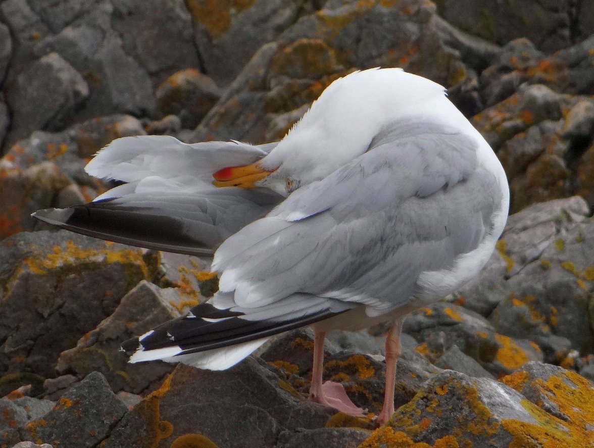 HERRING GULL 4 010823.jpg