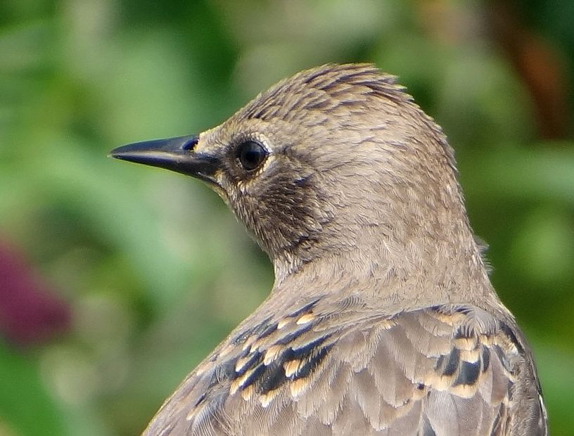 YOUNG STARLING 81 020823.jpg