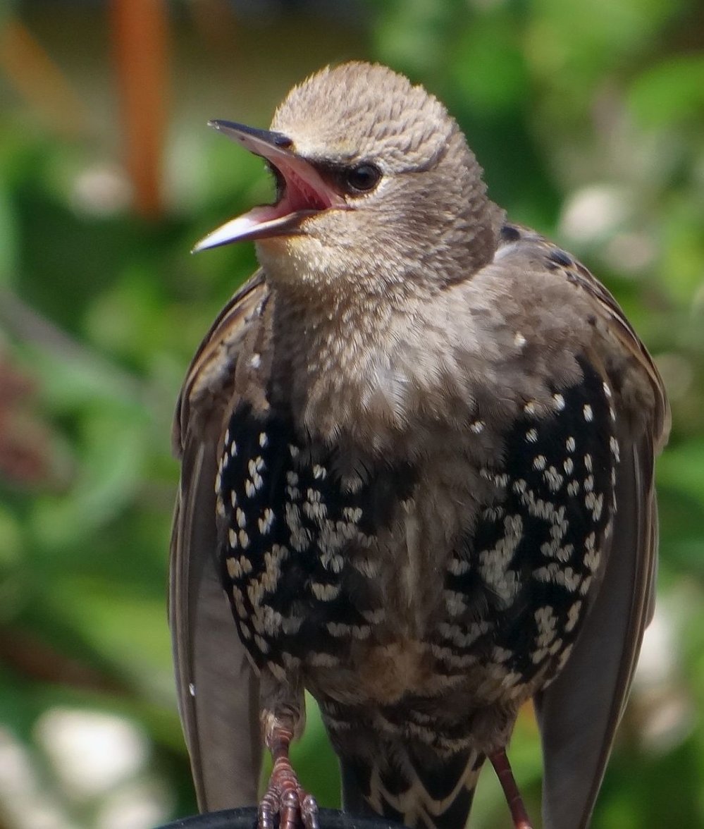 YOUNG STARLING 99 020823.jpg