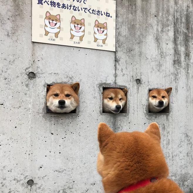 shiba-inu-zooom-meeting.jpg
