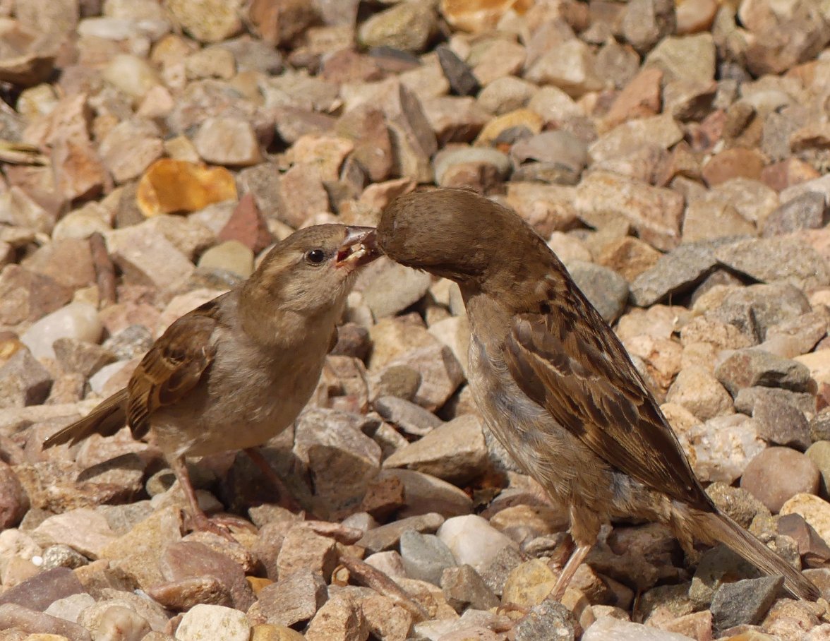 SPARROW FEEDING 1 140823.jpg