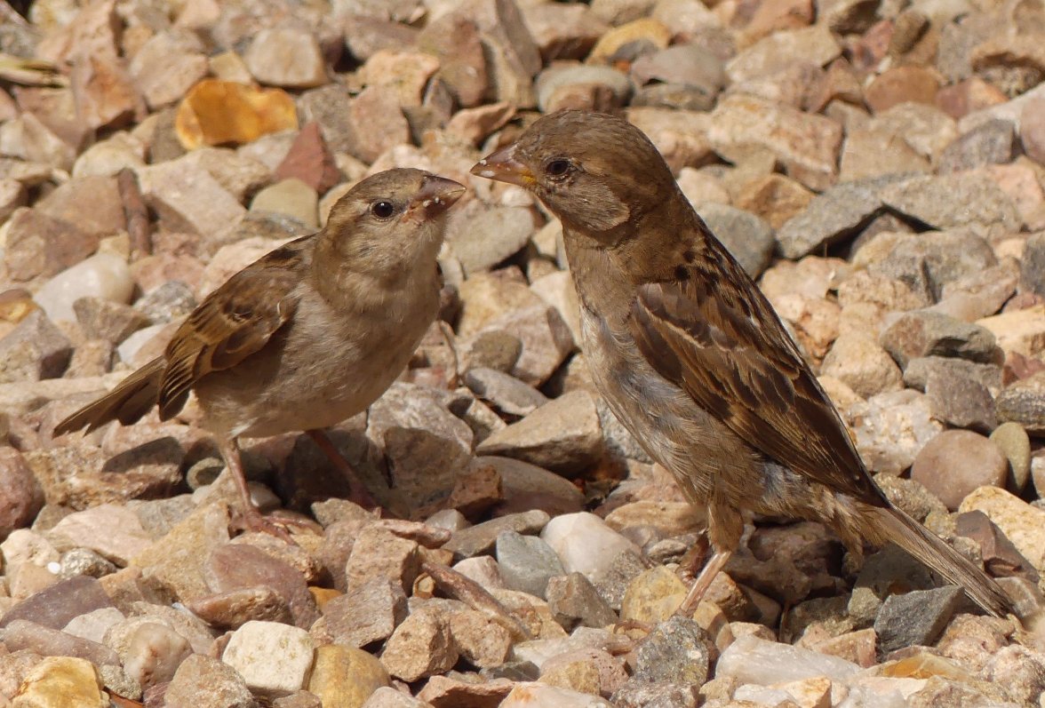 SPARROW FEEDING 2 140823.jpg