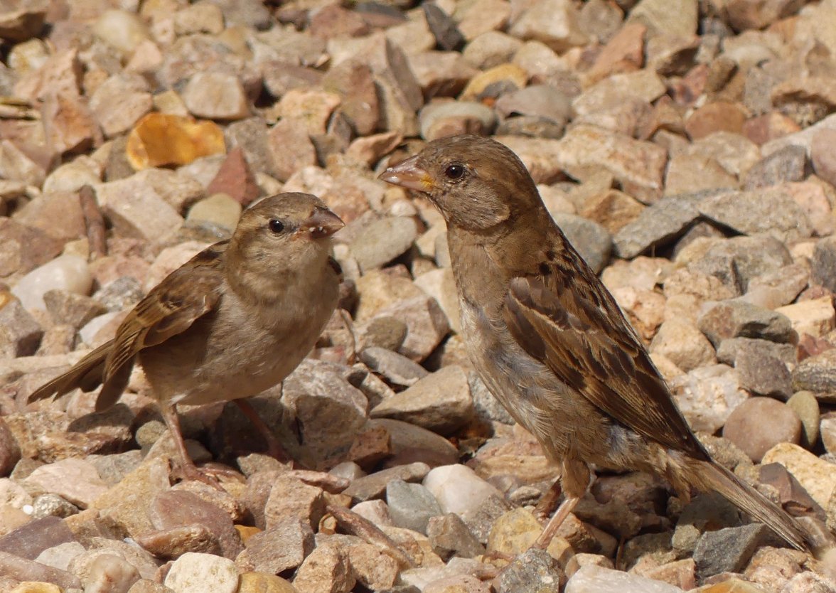 SPARROW FEEDING 3 140823.jpg