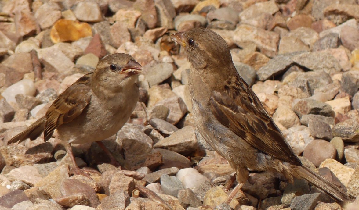 SPARROW FEEDING 4 140823.jpg