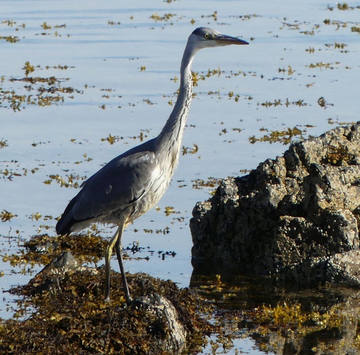 HERON 9 140823.jpg