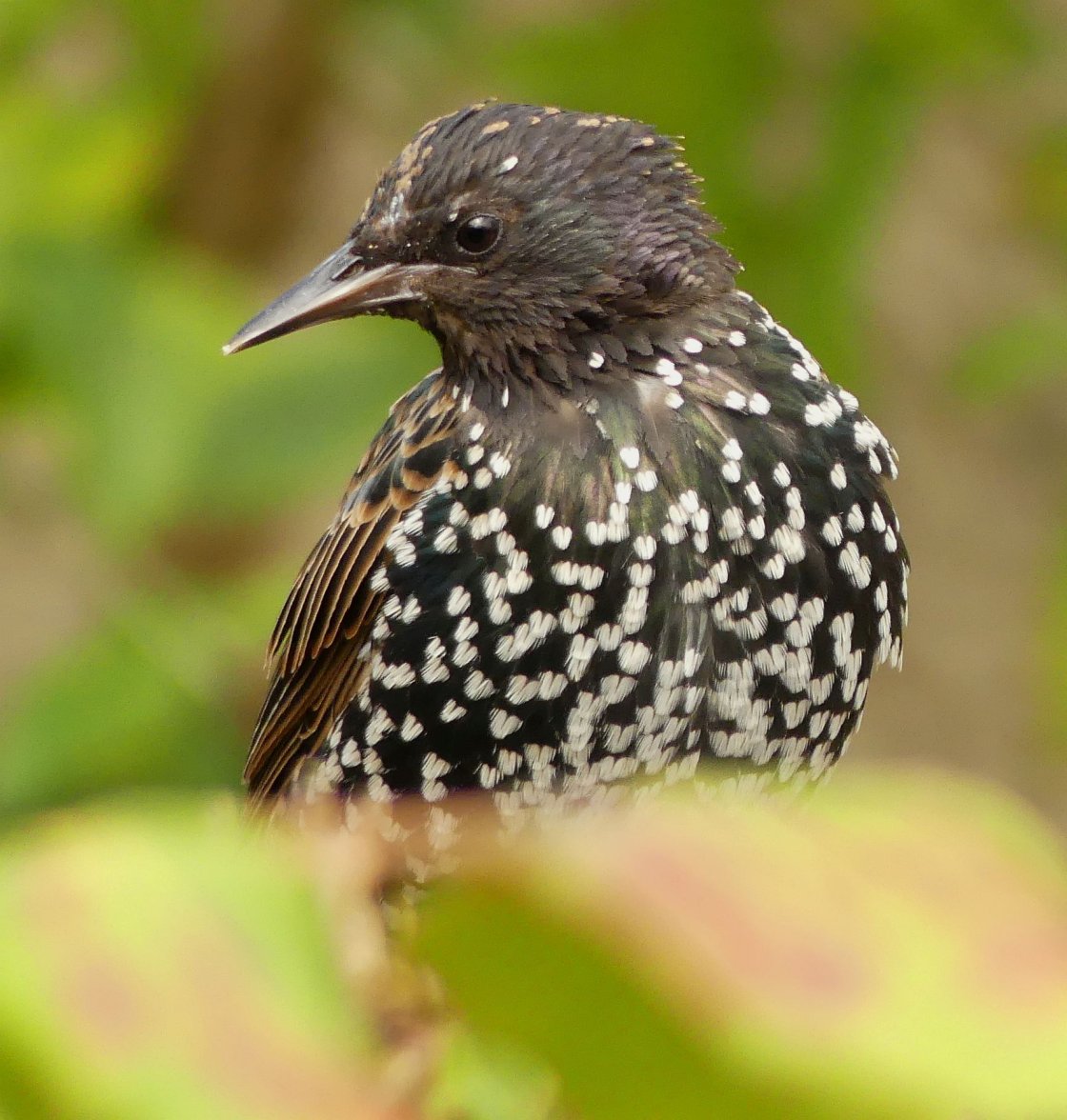 STARLING 6 140823.jpg