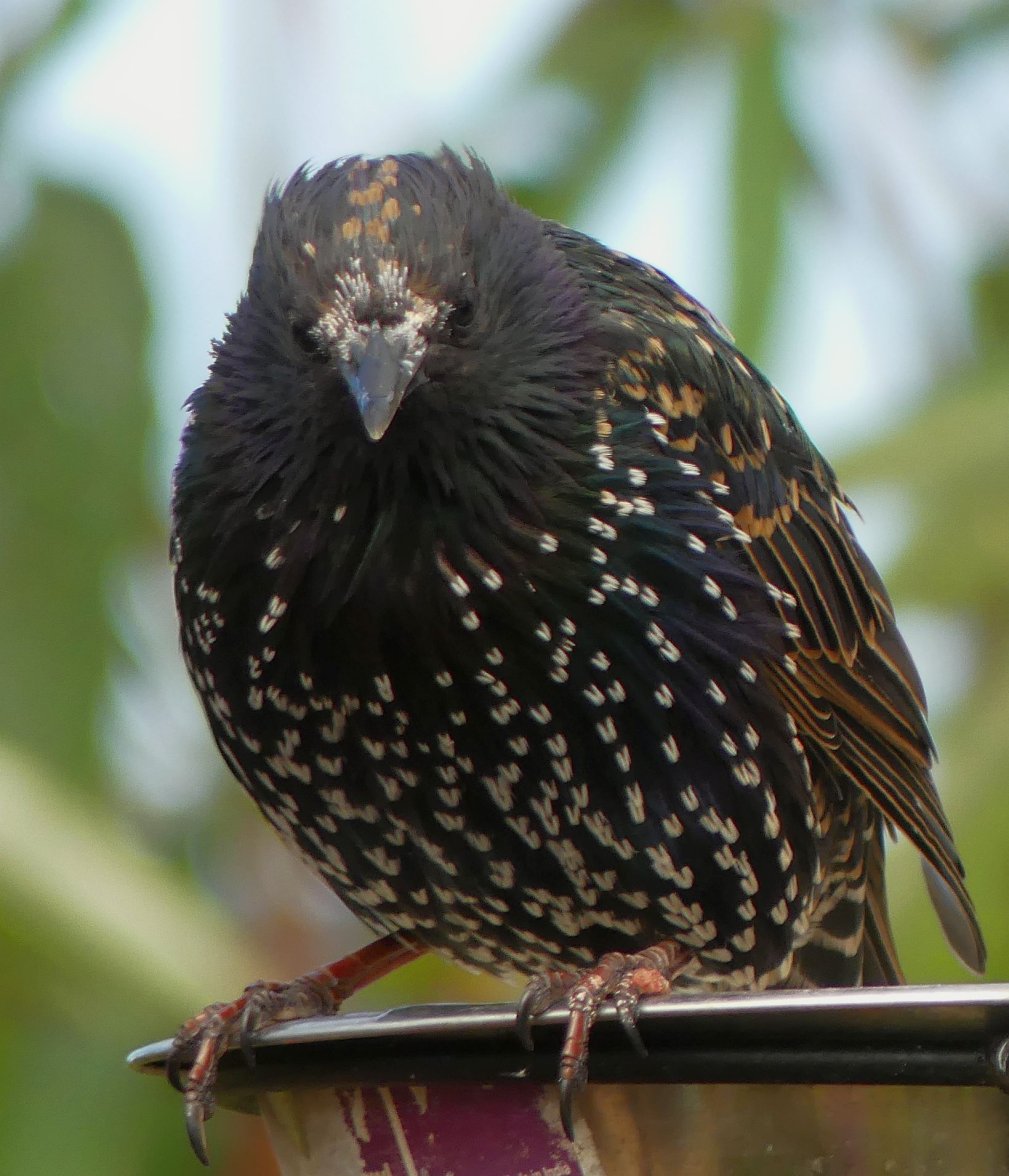 STARLING 7 140823.jpg