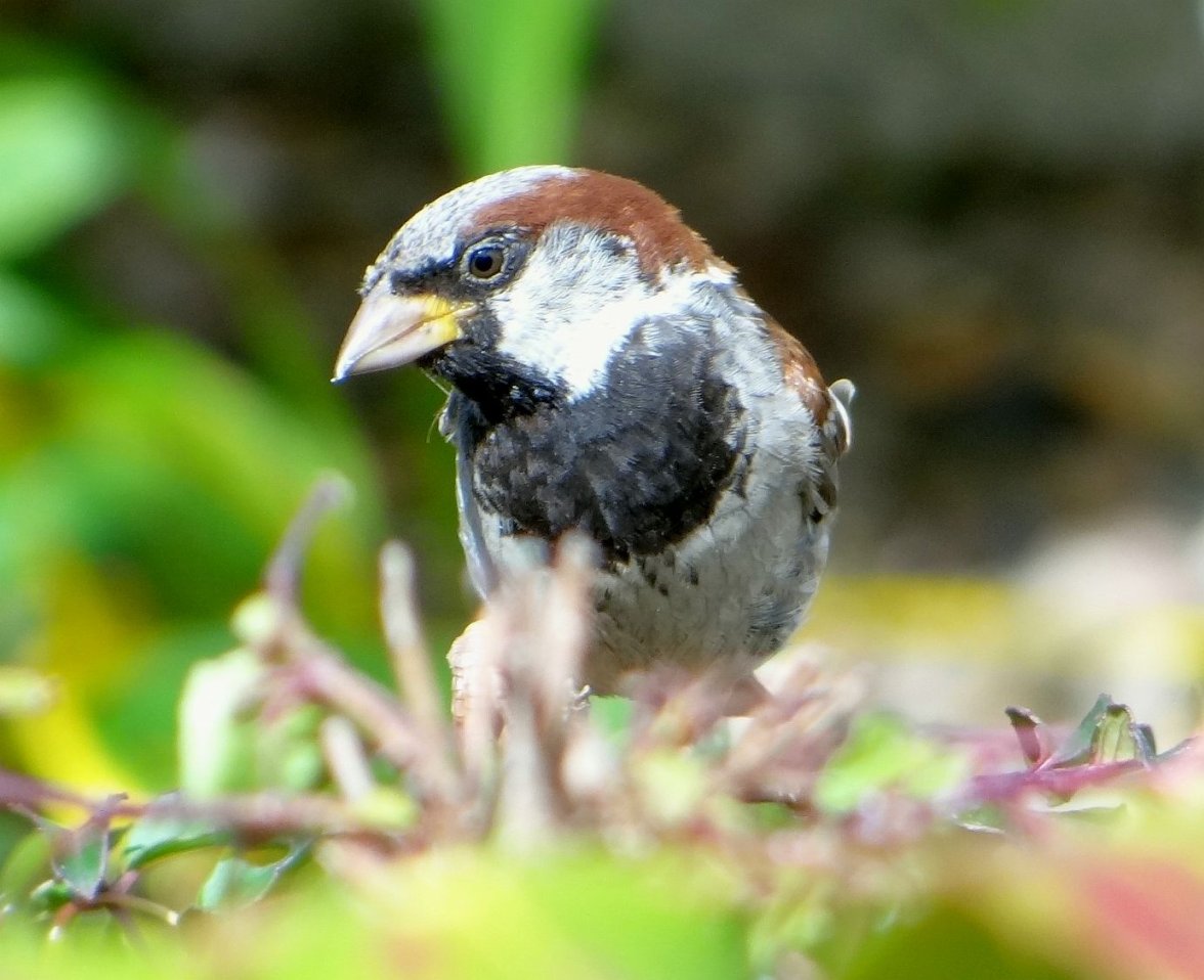 COCK SPARROW 10 110823.jpg