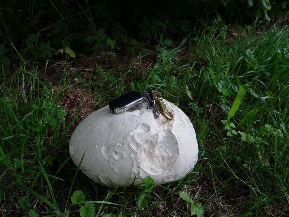 GIANT PUFFBALL 2 020823.jpg