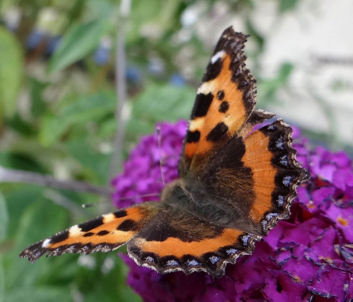 PAINTED LADY 4 020823.jpg