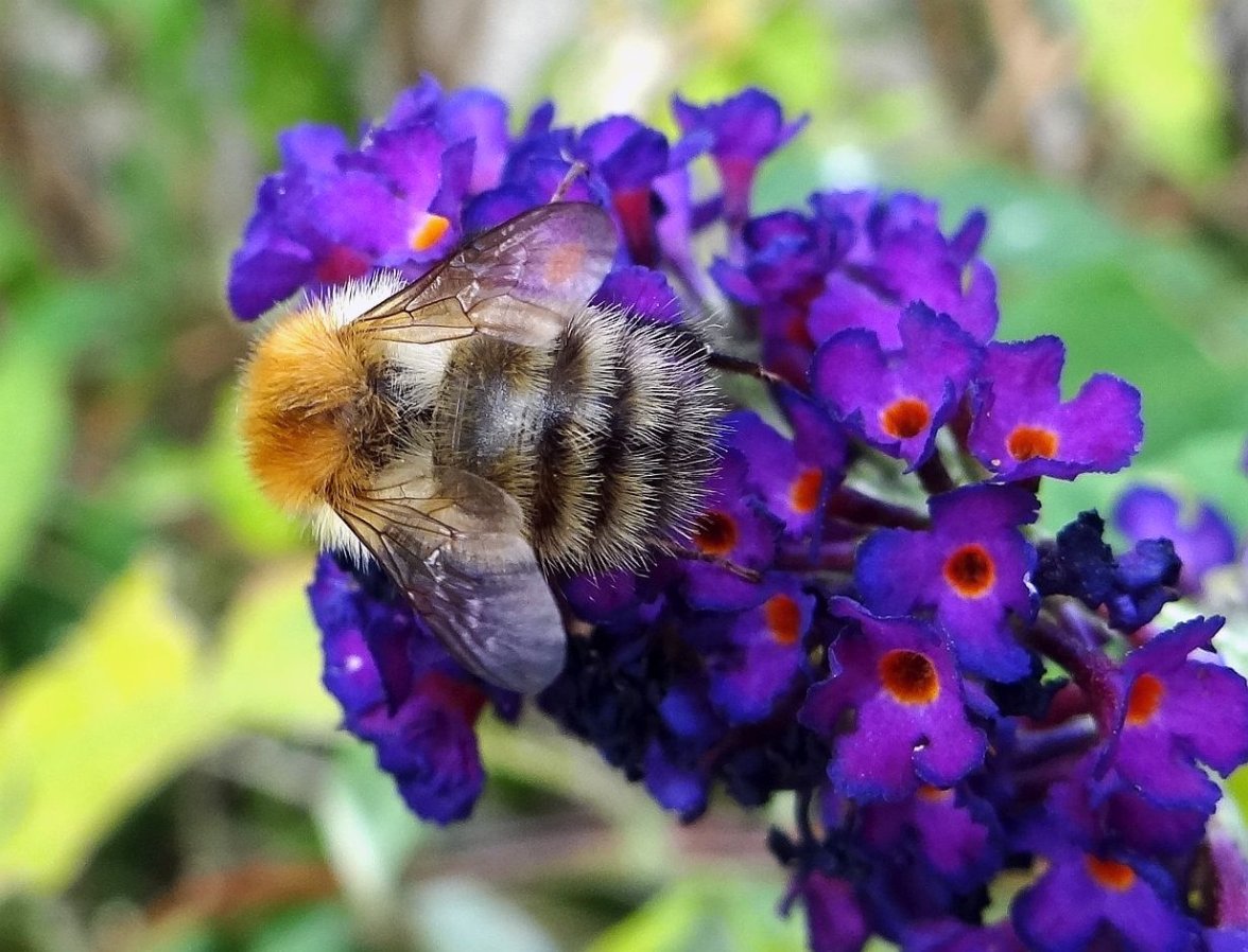 BUDDLIA BUMBLE 51 220823.jpg