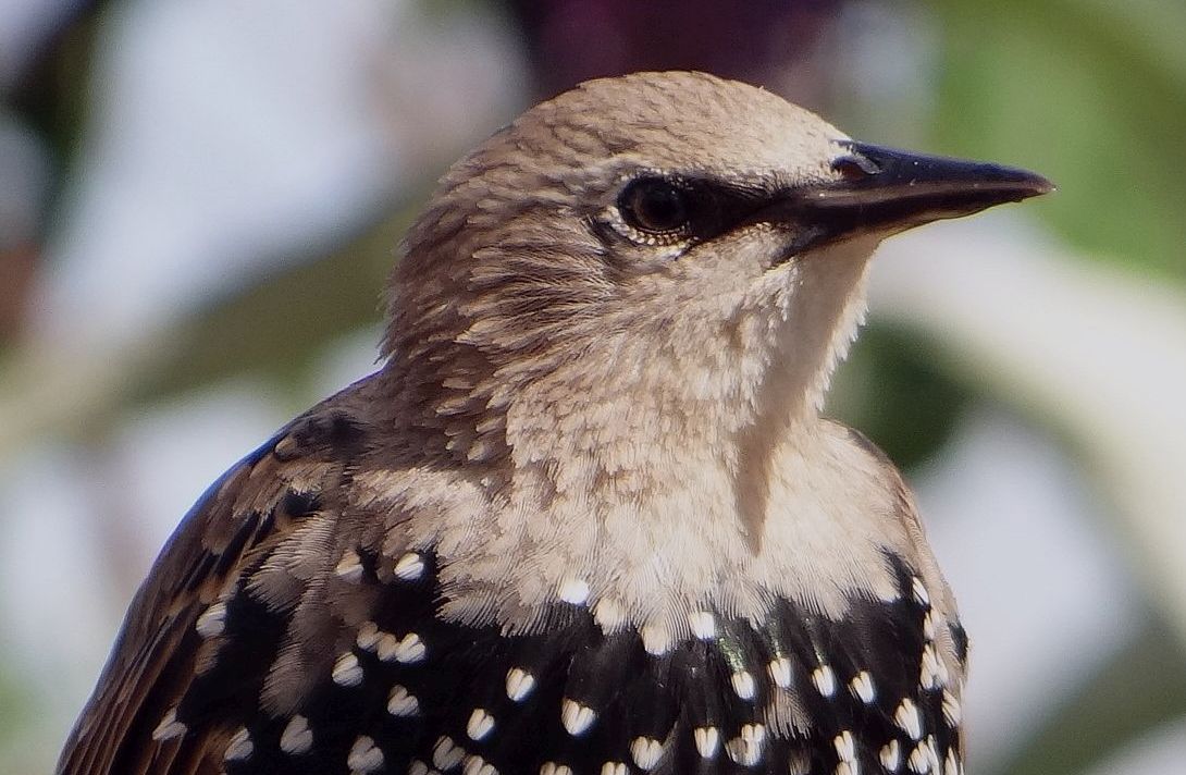 YOUNG STARLING 180 CROP  220823.jpg