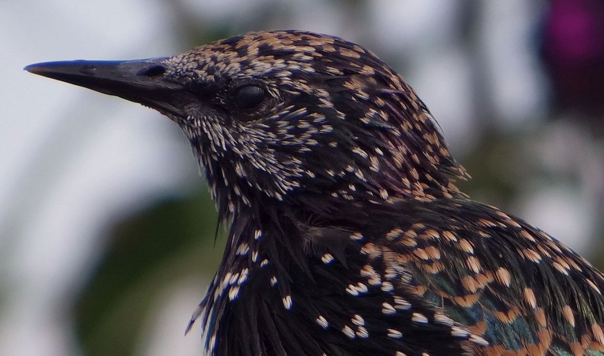 YOUNG STARLING 182 CROP  220823.jpg