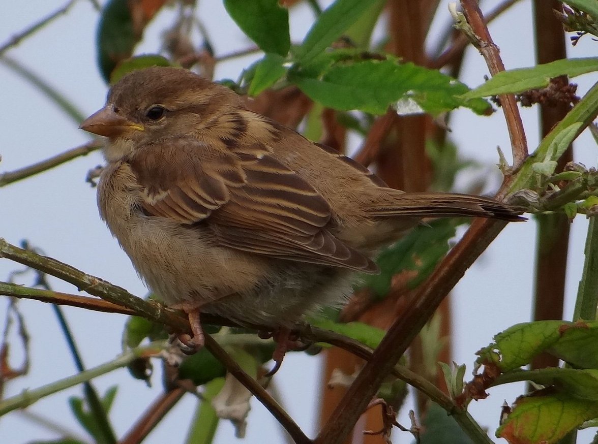 YOUNG SPARROW 6 250823.jpg