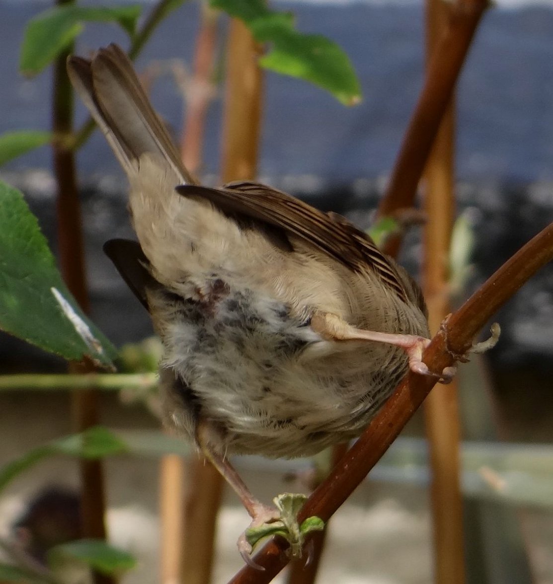 YOUNG SPARROW 7 250823.jpg